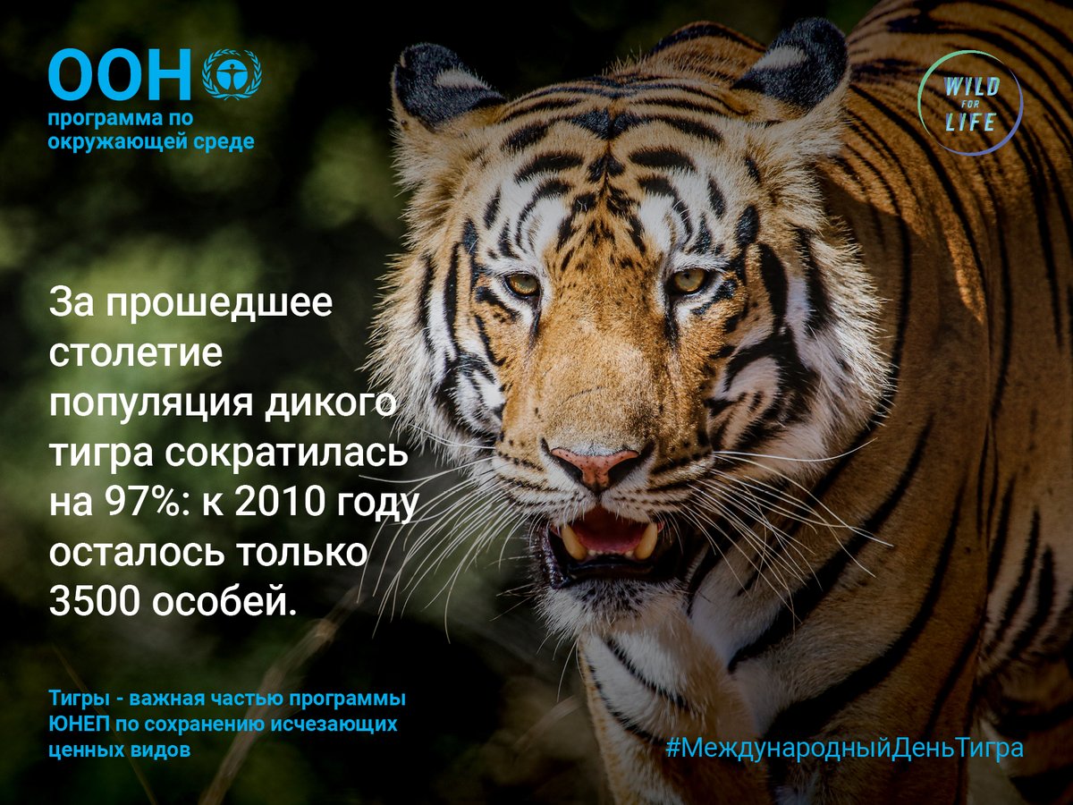 пожелания в год тигра. календарь тигр. международный день амурского тигра. день тигра в год тигра. поздравление с годом тигра.
