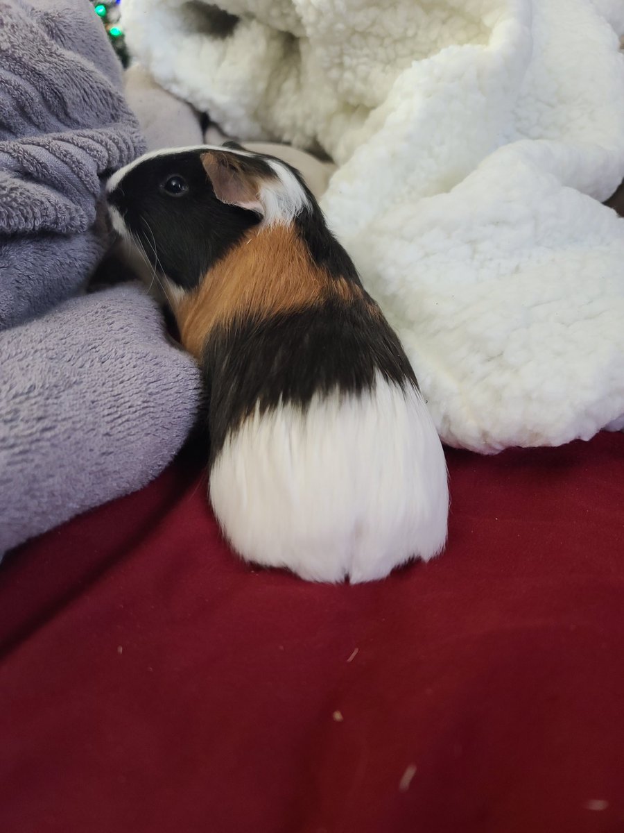 BunnyX930's tweet photo. How did everyone's day go?
I have been up for almost 48 hours so pretty much about to stop functioning here.But before I go..
I give you..GUINEA PIG BUMCHEEKS
#Cavy #SmallStreamersConnect #smallstreamercommunity #cavys #guineapigcam #guineapigbum #bumcheeks @Rapid__RTs @sme_rt https://t.co/D8v6YxBip5