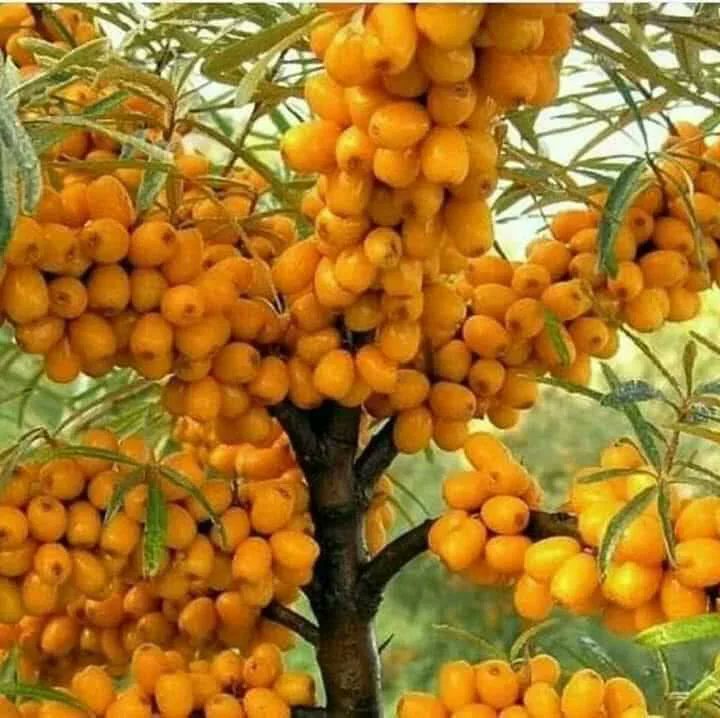 🇳🇵PREM🇳🇵प्रेम आशीक🇳🇵 (@prembhadur11) on Twitter photo 