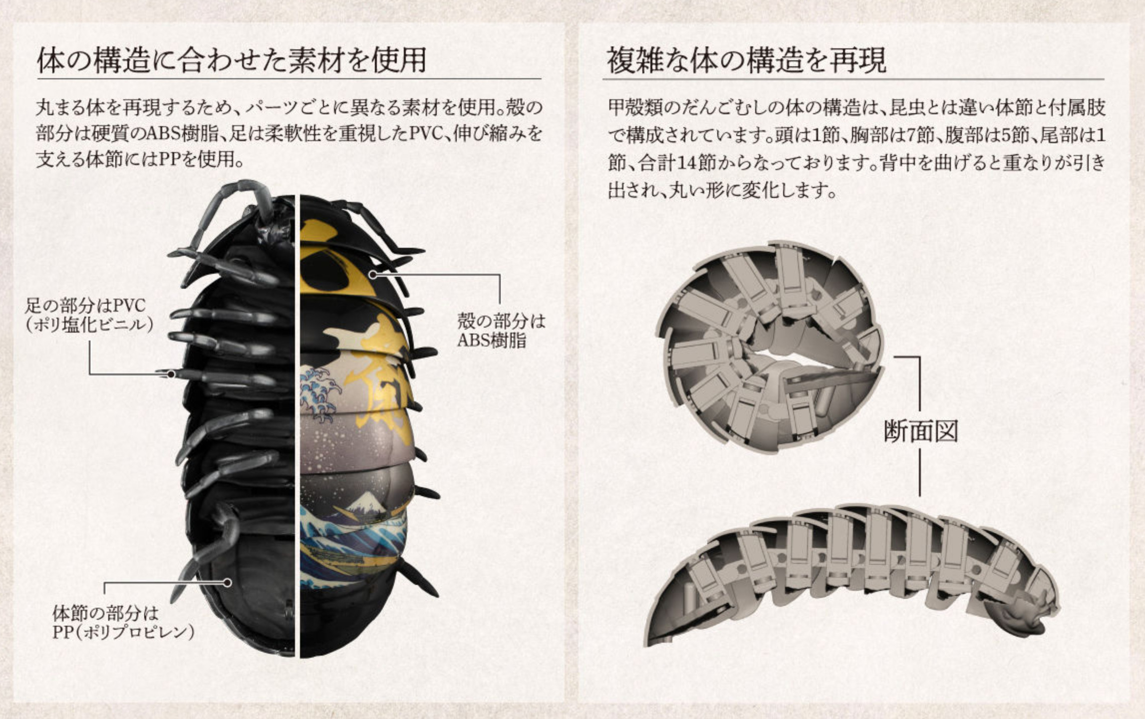 性交　断面性行為断面図 