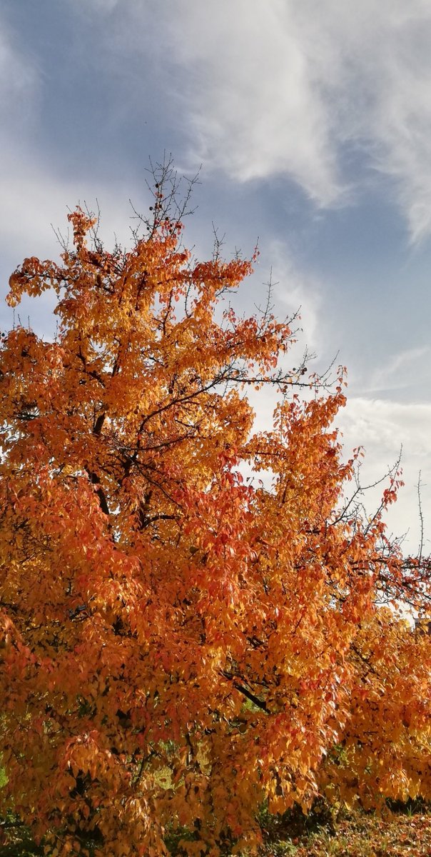 SeptemberColorful. Finally reasonable weather, less bugs, more cold wind. Comfy t-shirt weather. Love seeing trees turn all kinds of colors