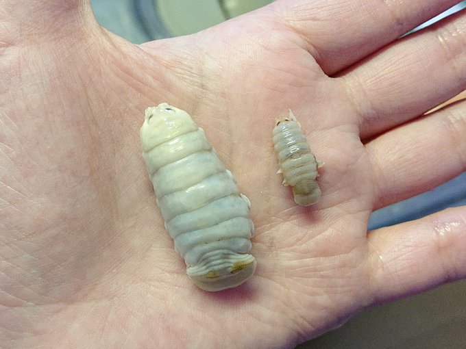 Popular Tweets Of 旭川医大寄生虫学講座 3 Whotwi Graphical Twitter Analysis