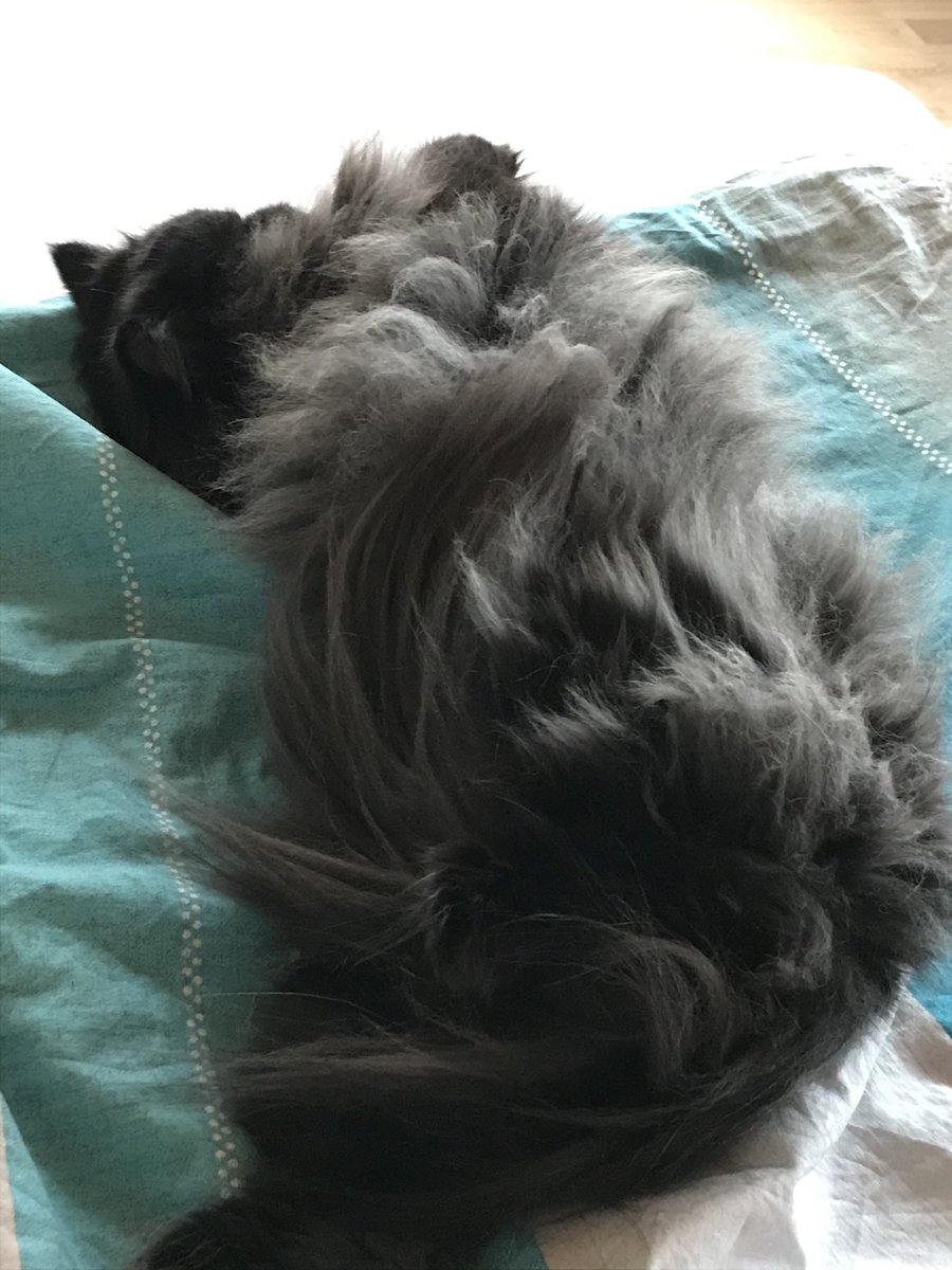 Martin Ilkov (@cosatto) on Twitter photo 