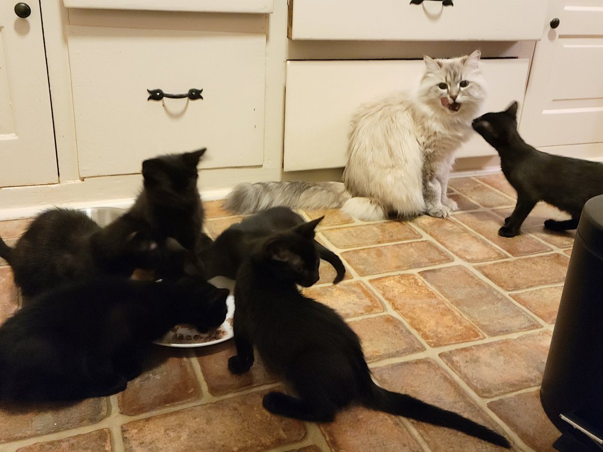 Our last day with all 6 kittens, who are now 12 weeks old. Lots of cuddling and fun was had. Valkyrie hung out with them and joined them for meals. Was thrilled to hear that my friend @lastyounicorn will be adopting Ares! So just three will need homes after tomorrow. 🖤