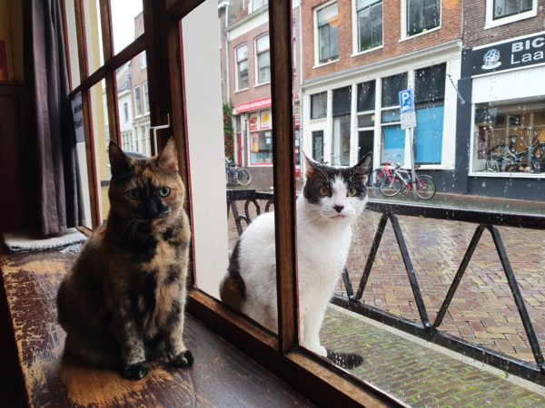 Kroegtijgers missen hun gasten: ook cafékatten balen van lockdown dlvr.it/RpbPsM