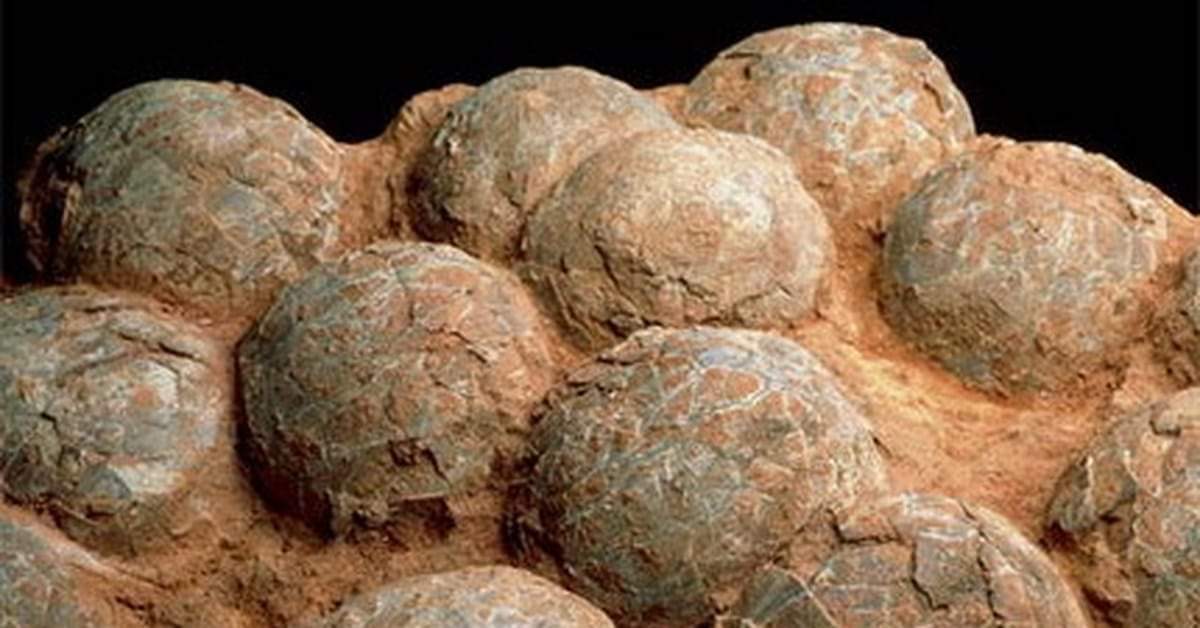 Diffmind's tweet image. Өндөгийг хэр удаан хадгалж болдын бэ...гээд асуугаад байсан хүмүүст...
Ходоодондоо хийчүүл 1 хоног...хөргөгчинд бол 7 хоног...дэлгүүрийн лангуун дээр 1 сар...
Харин хуурай элсэнд булчихад доод тал нь 65 сая жил шүү дээ...