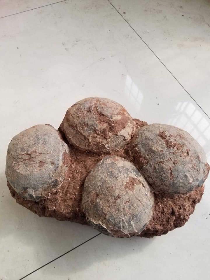 Diffmind's tweet image. Өндөгийг хэр удаан хадгалж болдын бэ...гээд асуугаад байсан хүмүүст...
Ходоодондоо хийчүүл 1 хоног...хөргөгчинд бол 7 хоног...дэлгүүрийн лангуун дээр 1 сар...
Харин хуурай элсэнд булчихад доод тал нь 65 сая жил шүү дээ...