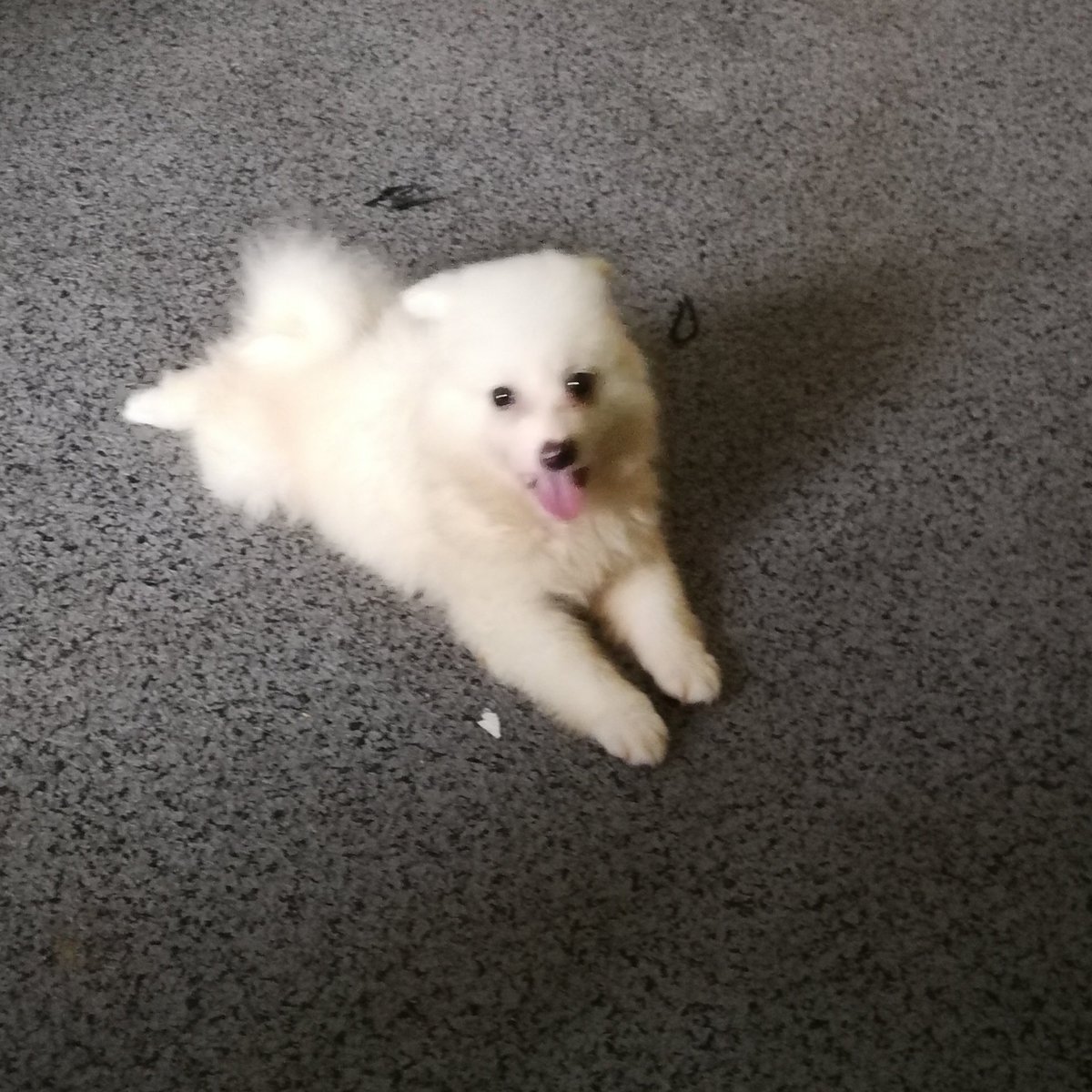 RjoshPaw's tweet photo. Solid American Eskimo puppy available in Lagos for sale. https://t.co/nRYVzCo44N