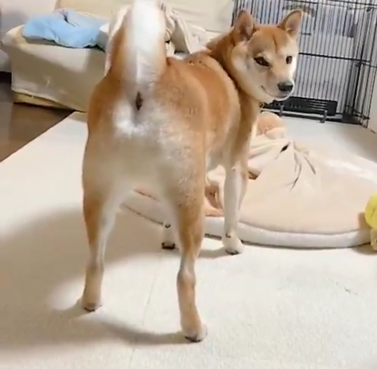 新年を迎える前に身だしなみを整えられる柴犬さんの動画がずっと見ていられる なぜかおしりらへんの毛がのびる Togetter 新年を迎える前に身だしなみを整えられる柴犬さんの動画がずっと見ていられる なぜかおしりらへんの毛がのびる Togetter