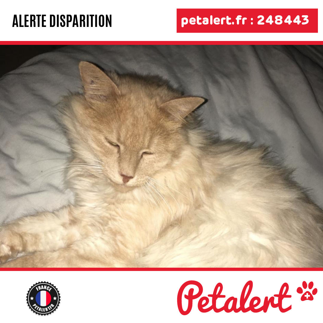 petalert_france's tweet image. Disparu #Chat #CharenteMaritime #DompierreSurMer #Petalert  #PetAlert17 / p3t.co/Pd7ks