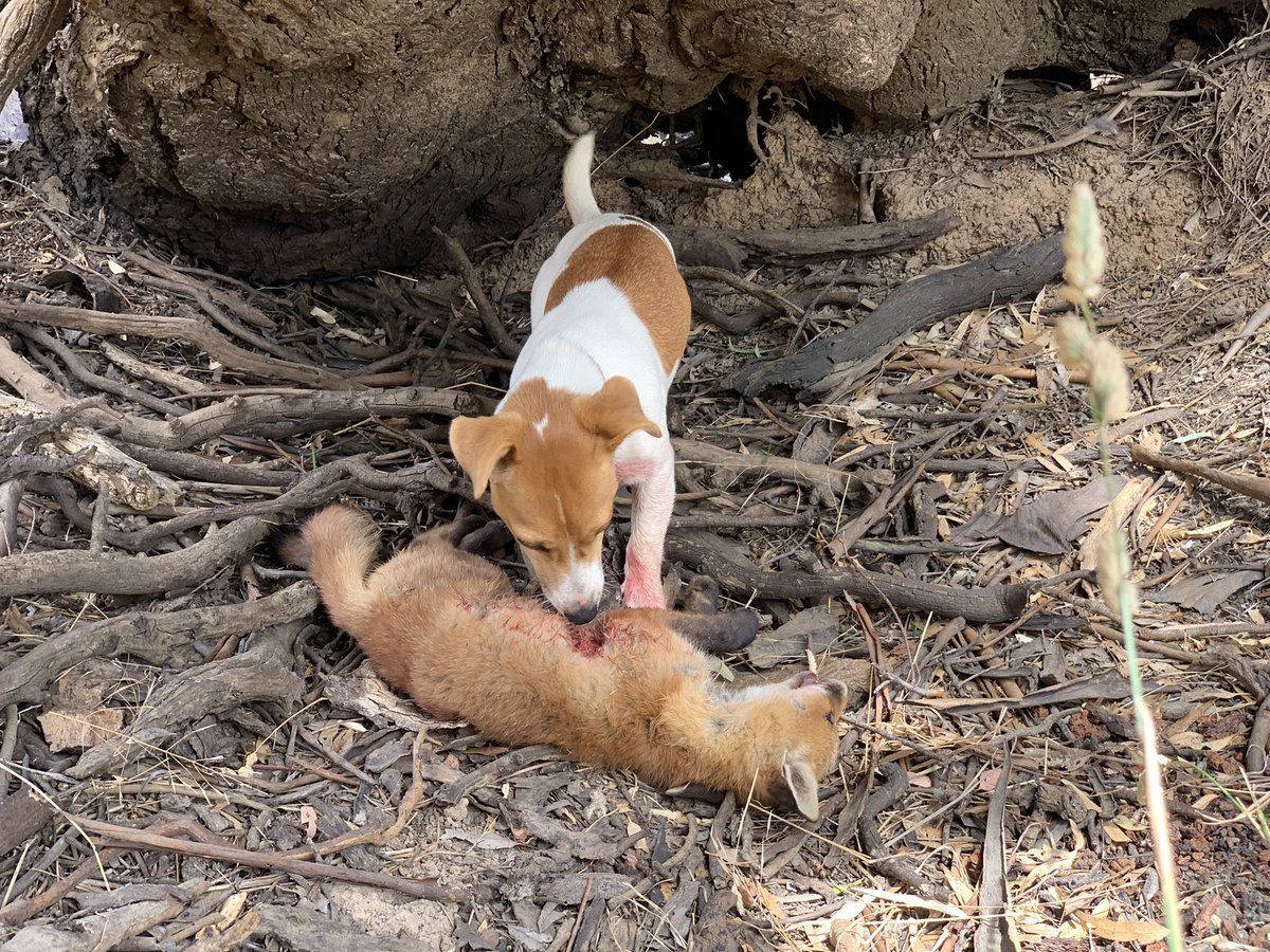 Big afternoon for little Rosie. Not bad for a Jack Russell.