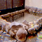 ツイートに含まれる画像