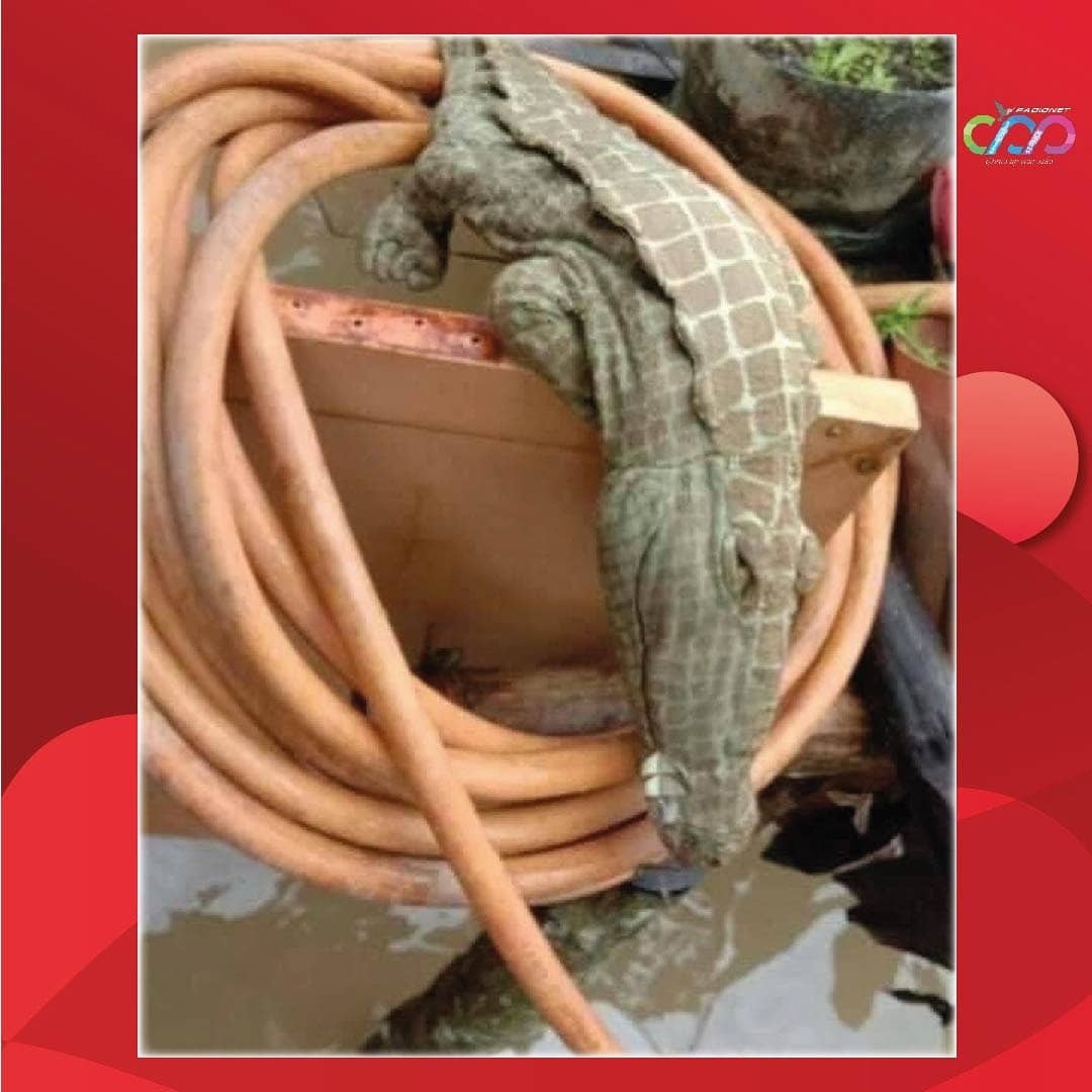 Pantes aja bapaknya santai 🤭
.
.
.
.

#VidGramIndo #IVGComedy #IndoMusikGram #IVGSundayMusic #Indozone #Dagelan #DagelanVideo #NgakakKocak #NgakakSehat #Ngakak #Kocak #GambarLucu #VideoLucu #LucuAbis #BikinRame #Guyonan #GuyonanKekinian #MemeComicIndonesia #AwReceh