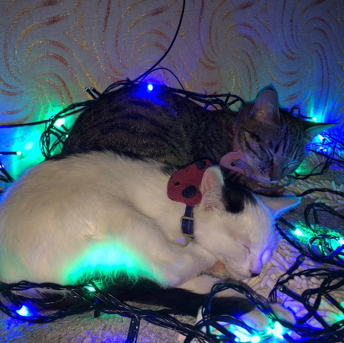 buzmaa (@buzmaa) on Twitter photo 