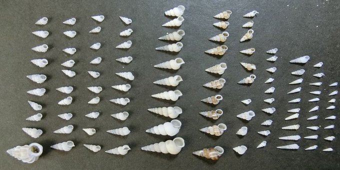 微小貝のtwitterイラスト検索結果 微小貝のtwitterイラスト検索結果