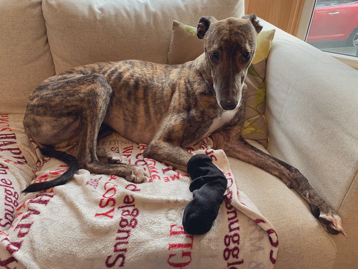 RSVerspoor's tweet image. Cut his paw on his walk today so the magic, healing sock came out. Not a fan... #sore #sofaday #allthetreats