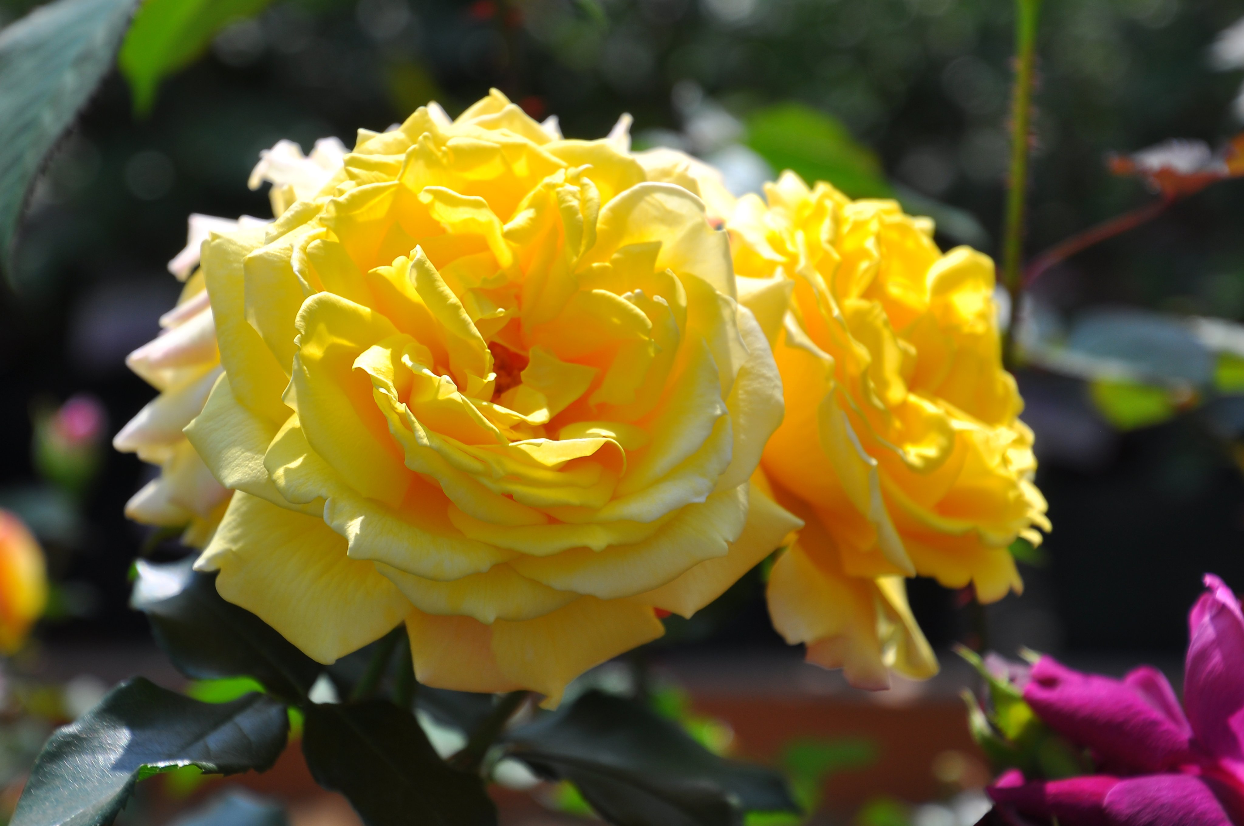 バラの家 公式本店 Rosa Orientis トロピカルシャーベット Tropicalsherbet 輝くような黄色に外弁の紅がアクセント ボリュームのある抱え咲きの中輪花 花付きよく強健で育てやすい 公式本店 T Co Exfc7fe0bc 楽天店 T Co Peajzgcl1y