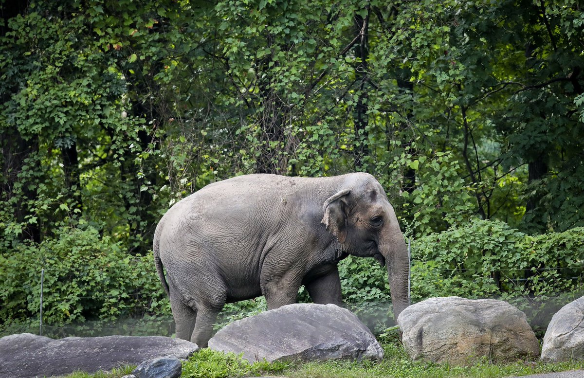 9. Bronx Supreme Court recognises that 'the arguments advanced by  @NonhumanRights' to transfer Bronx Zoo inmate Happy the Elephant to a sanctuary 'are extremely persuasive'. Here's hoping 2021 will be the year the NY Court of Appeals grant Happy a remedy  https://www.nonhumanrights.org/content/uploads/HappyFeb182020.pdf