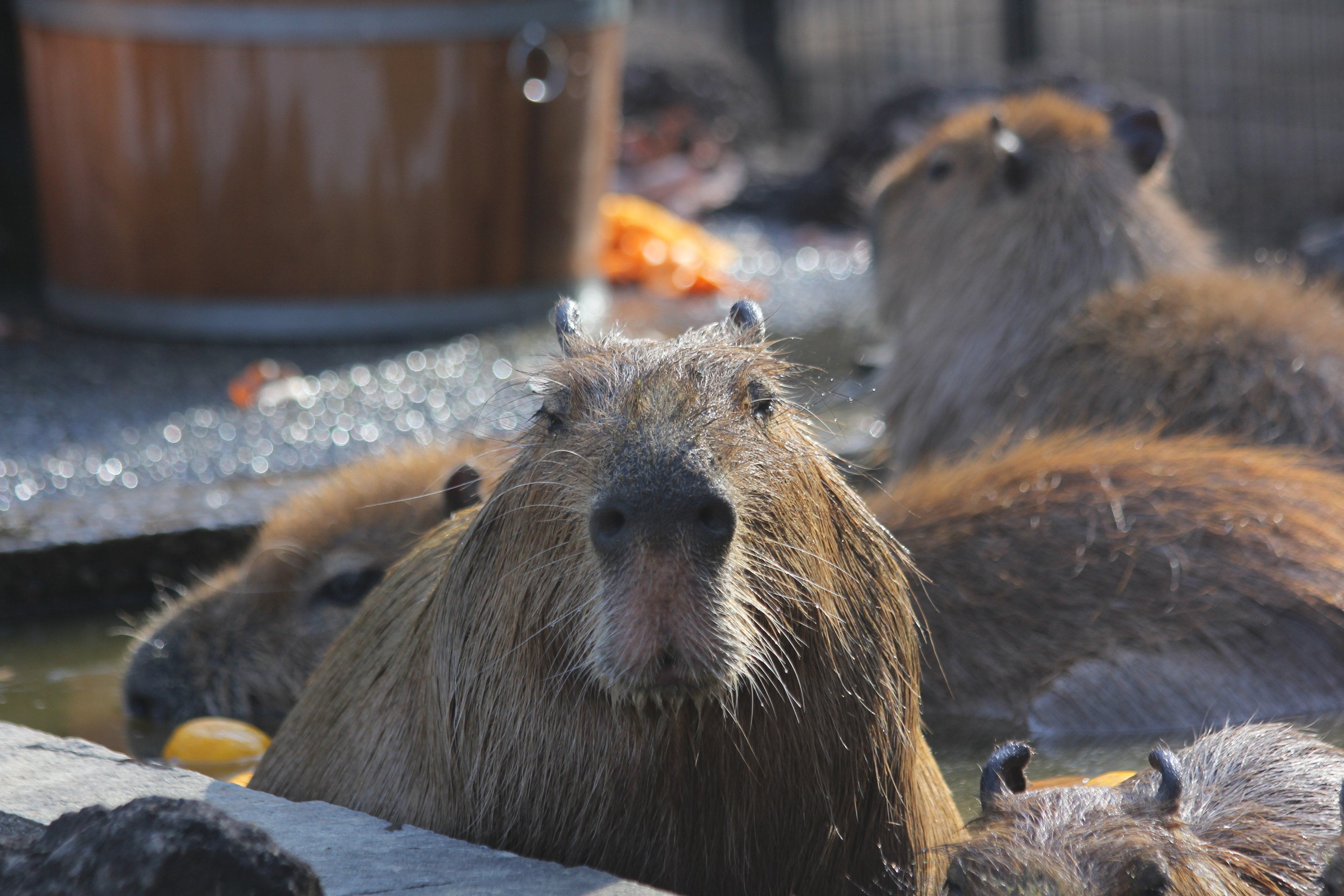 تويتر 埼玉県こども動物自然公園 公式 على تويتر カピバラ 冬はどうしてもカピバラ温泉の投稿が多くなってしまいがちです 彼らもテンジクネズミのなかまです げっ歯目テンジクネズミ科 子年最後の日なのでげっ歯目の写真を貼る T Co Nk7lj8mnca