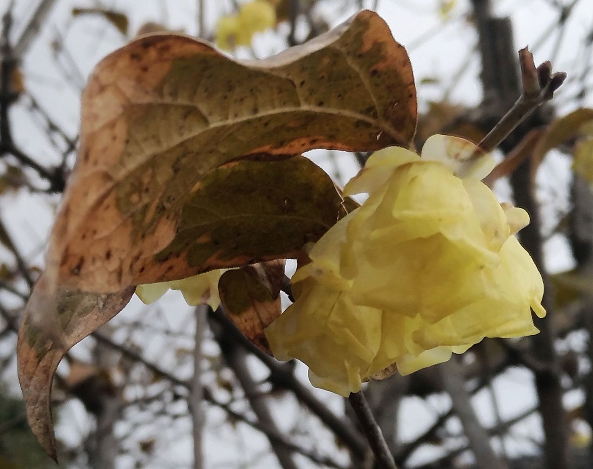 こころんグリーン 近所の空き地にロウバイの花が咲いていました 葉っぱはほとんど落ちてしまってます 薄い黄色の花が枯れた木にたくさん咲いていました ロウバイ 葉っぱ 薄い黄色の花 冬の花 冬 園芸品種 樹木 園芸 ガーデニング 熊本市南区 こころんグリーン 近所の空き地にロウバイの花が咲いていました 葉っぱはほとんど落ちてしまってます 薄い黄色の花が枯れた木にたくさん咲いていました ロウバイ 葉っぱ 薄い黄色の花 冬の花 冬 園芸品種 樹木 園芸 ガーデニング 熊本市南区