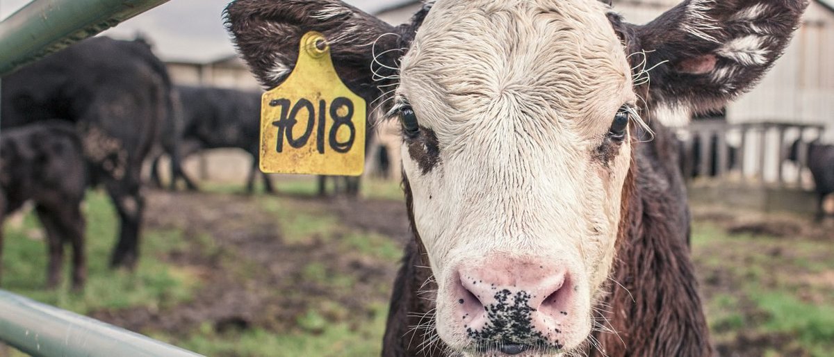 8. U.S. District Court for the District of Kansas struck down nearly all of Kansas’s “Ag-Gag” law for violating the First Amendment, stating 'The law plainly targets negative views about animal facilities and therefore discriminates based on viewpoint.'  https://www.animallaw.info/case/animal-legal-defense-fund-center-food-safety-shy-38-inc-hope-sanctuary-plaintiffs-v-laura-kelly