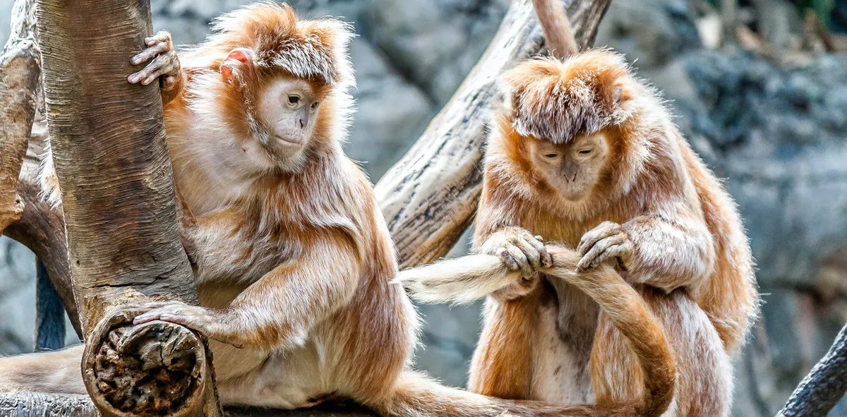 3. Swiss Federal Court affirms the legality of a referendum on the Fundamental Rights for Primates in Basel-Stadt. This will allow voters in the canton the chance to extend rights to life and bodily and mental integrity to other primates.  https://sentience-politics.org/de/initiative-ist-zulaessig-basel-stadt-darf-ueber-grundrechte-fuer-primaten-abstimmen/