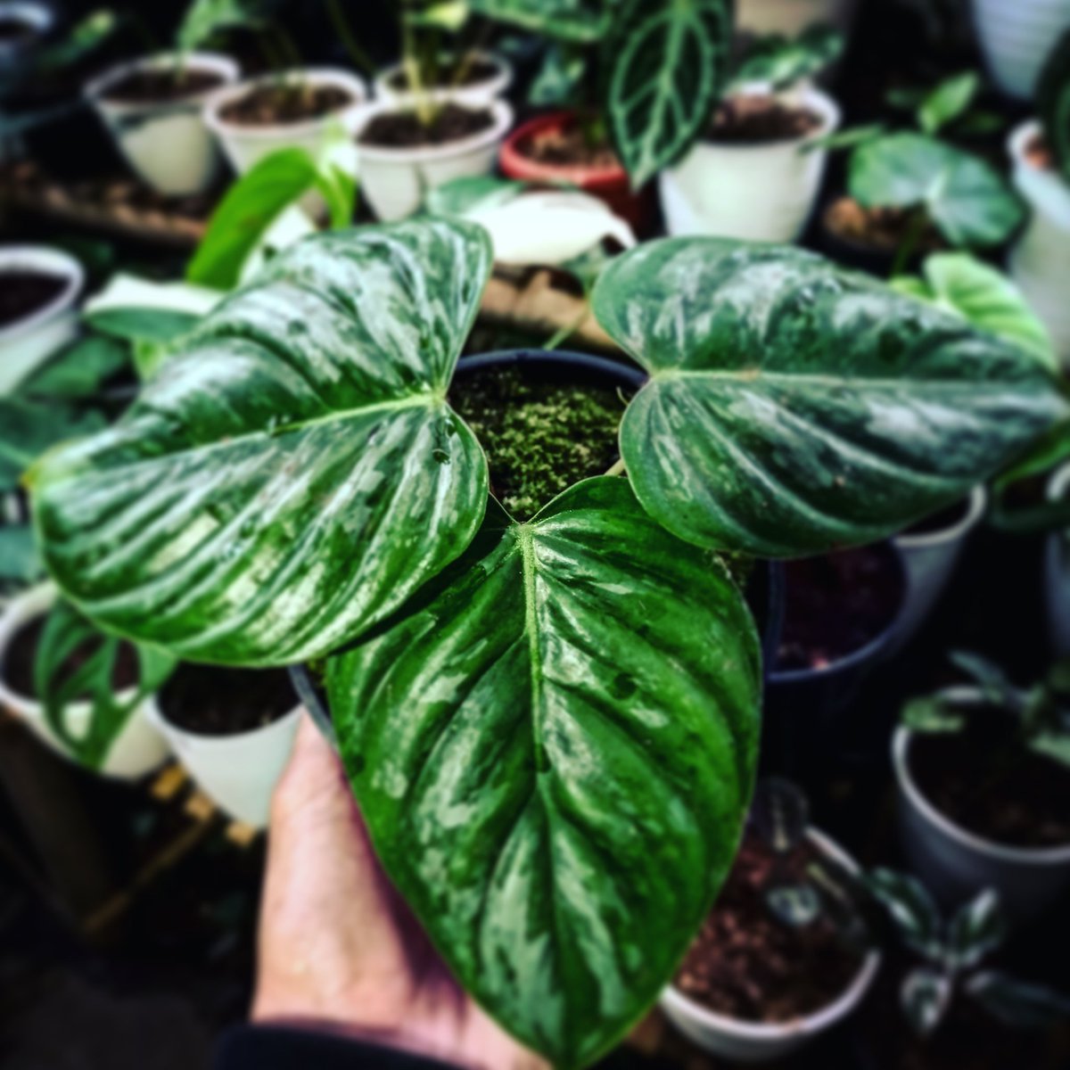 #Urbanjungle #houseplants #greenthumbs #interorgarden #plantsmakemehappy #tropical #tropicalgardening #pottedplant #pottedjungle #plantdad #plantdaddy #planthoarder #talkplantyome #idrinkandigrowthings #jungalow #house_plant_community #houseplantclub #jungalowstyle #plantenabler