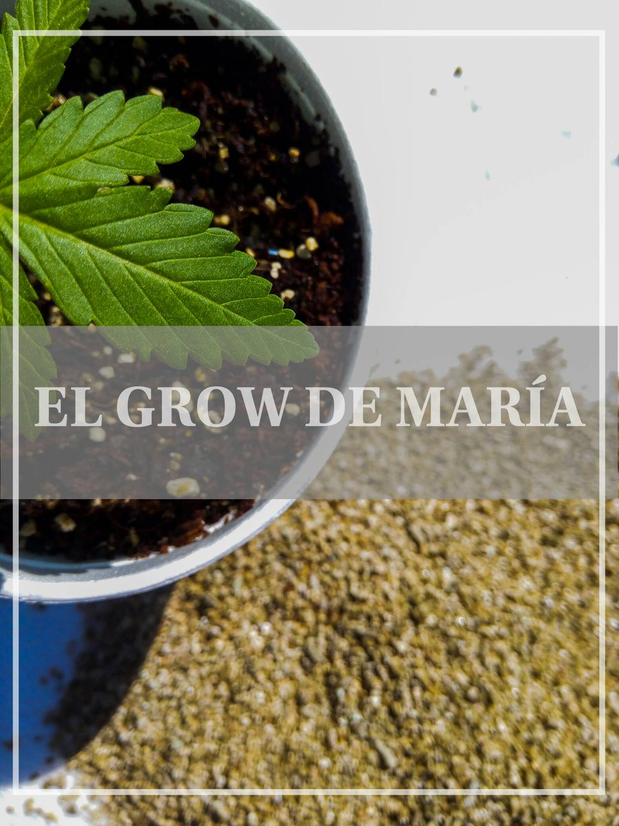 Conozca nuestra gran tienda y aprenda sobre el autocultivo. ✋✔️✌️💥👇 #cannabisculture #cultures #horticulture #ilovemarijuana #legalizemarijuana #marijuanaisnature #medicalmarijuana