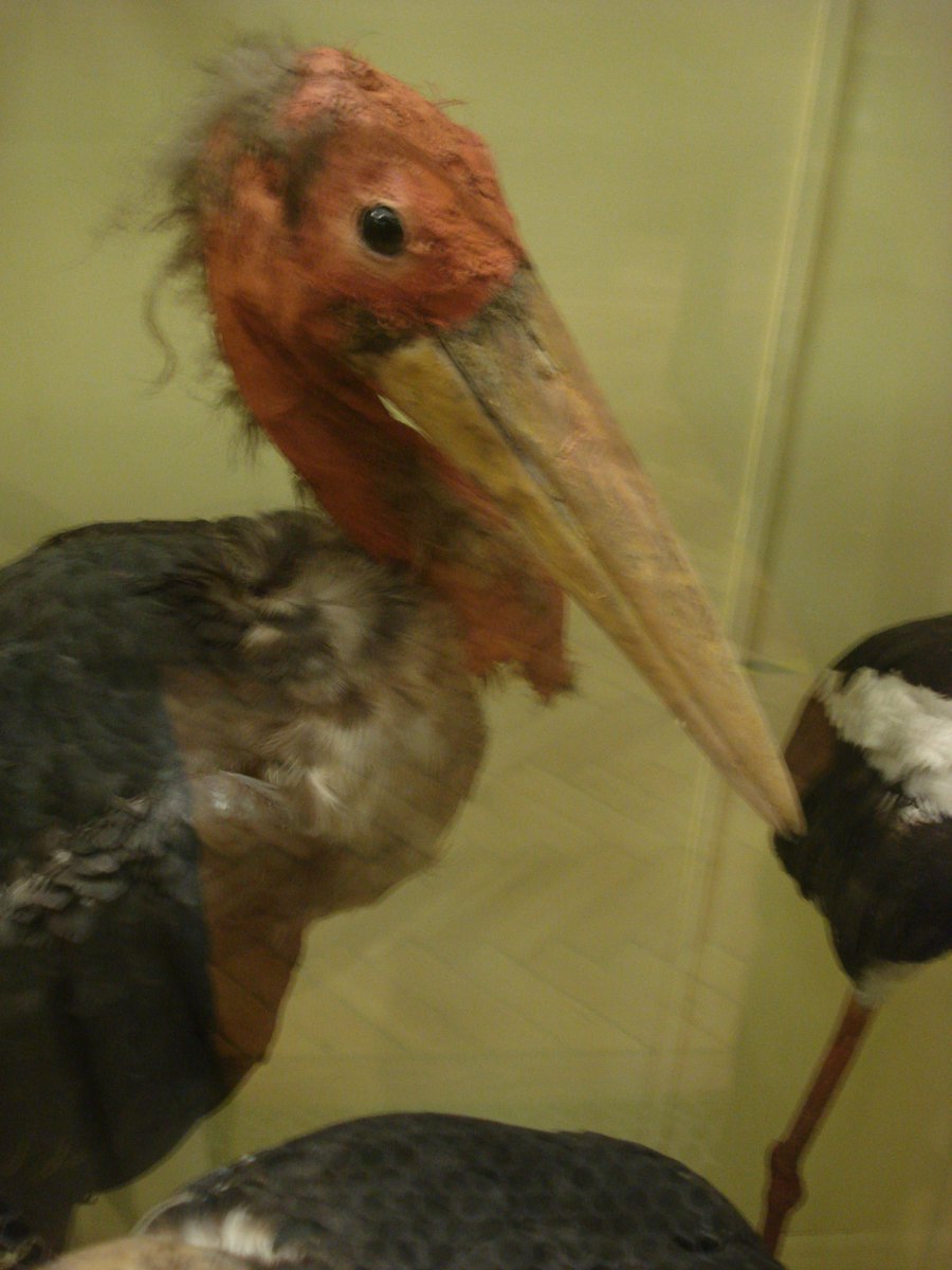 GoatIips's tweet photo. @PaoloViscardi @MereSophistry It's worked - I want to know what the trick is!...I was sure Paolo felt #birbs are just a poor man's bat🦇 - even a cute misspelling can't redeem them 😅.
"The bird from @PaoloViscardi's dissertation is now 25 and you won't believe how absolutely gorgeous she is today!" #Dubius🤔 https://t.co/AnWzuz3dFR