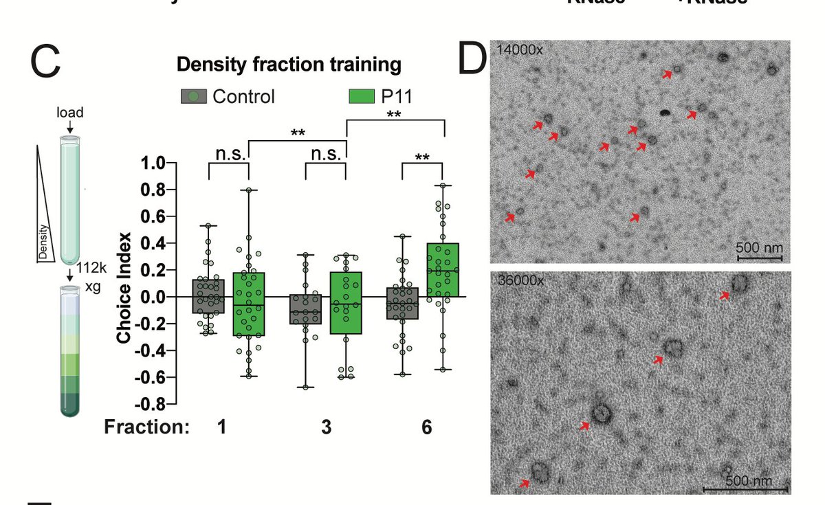 Hypothesizing that a similar capsid-like protein might be responsible, Chen Lesnik used density ultracentrifugation to fraction the lysate, then tested these fractions. Only the heaviest – the one where capsids might be – induced avoidance behavior.