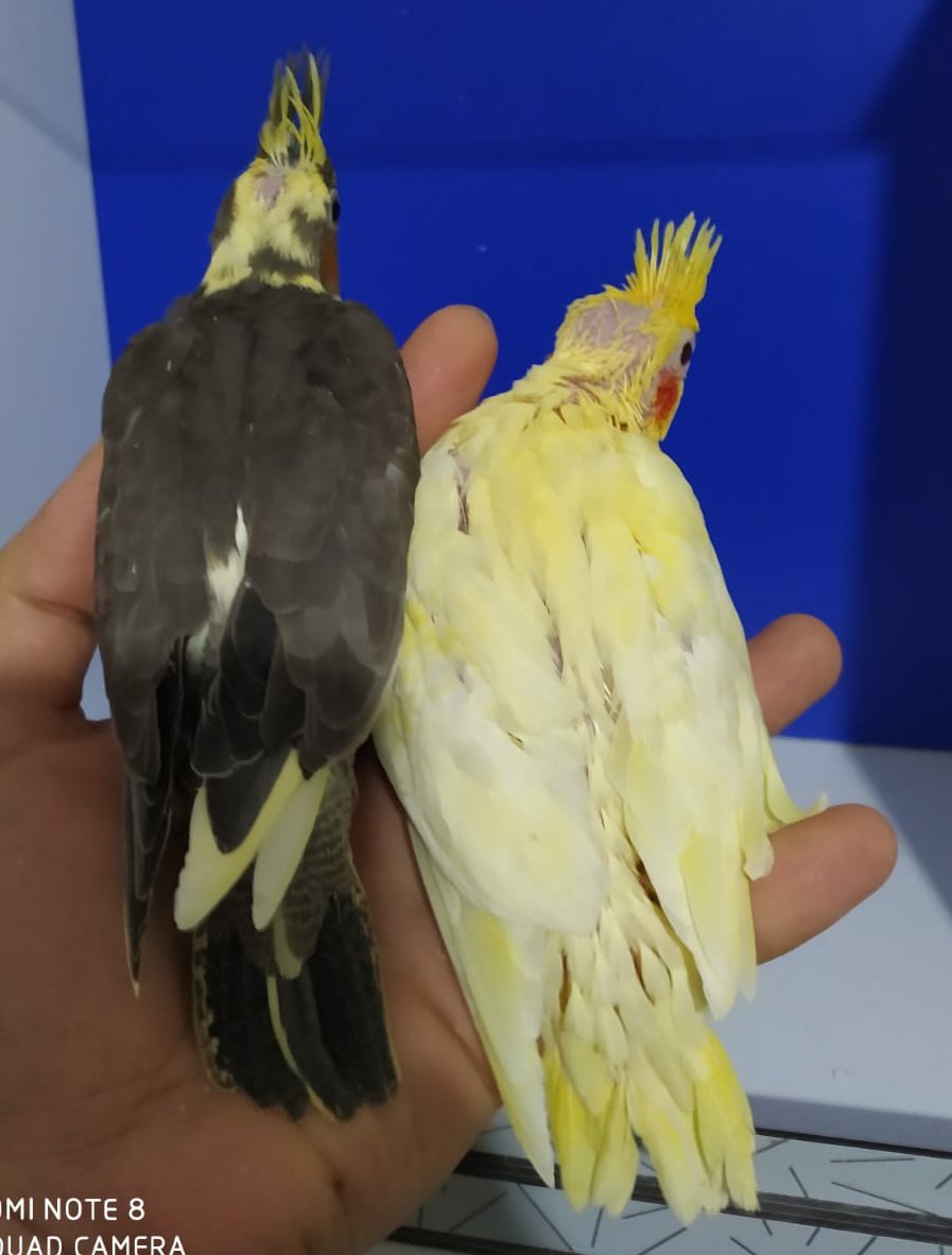 Bebek lutino ve grey sultanlar 🖤 💛 🧿
Yavru sultan papağanı arayanlar dm den iletişime geçebilir.