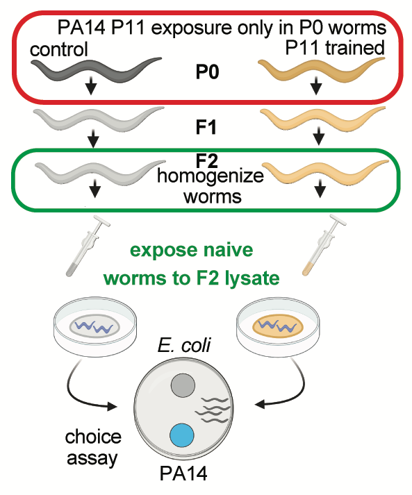 So we homogenized (ground up) grandkids of P11-trained grandmothers, and exposed untrained worms to that lysate (worm juice) – and they acquired avoidance! They basically transferred their memories to the other worms. This was crazy to us.