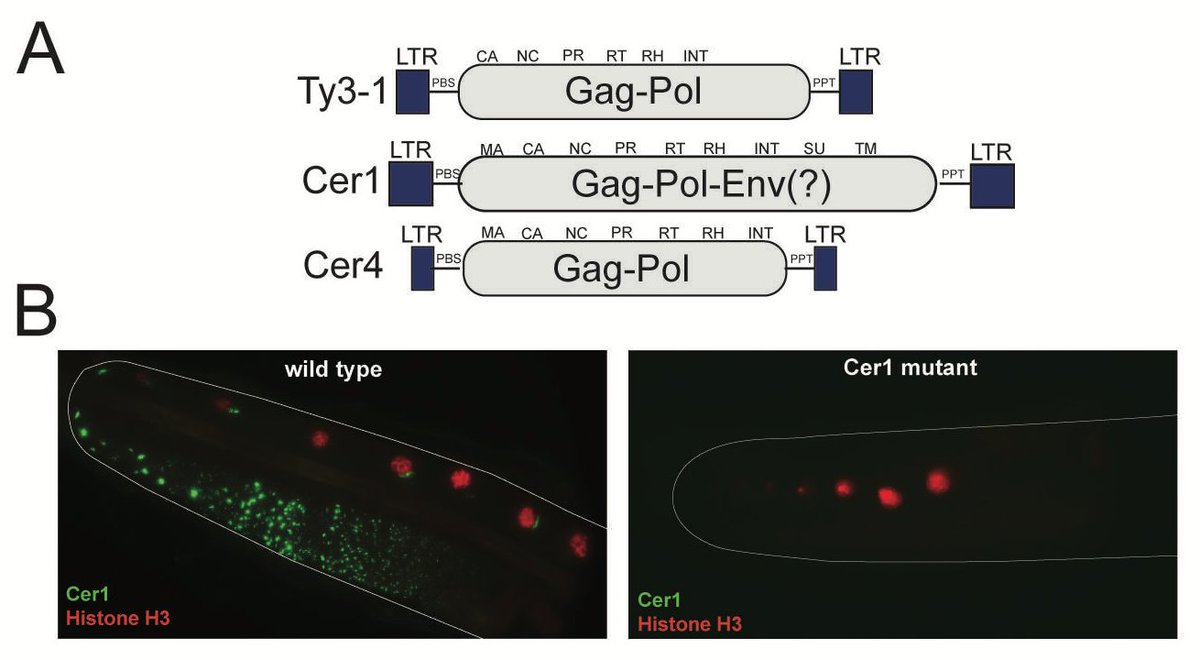 Next, inspired by Jim Priess’ work, we tested Cer1, a Ty3/Gypsy transposon that forms VLPs in the germline.  https://journals.plos.org/plospathogens/article?id=10.1371/journal.ppat.1002591