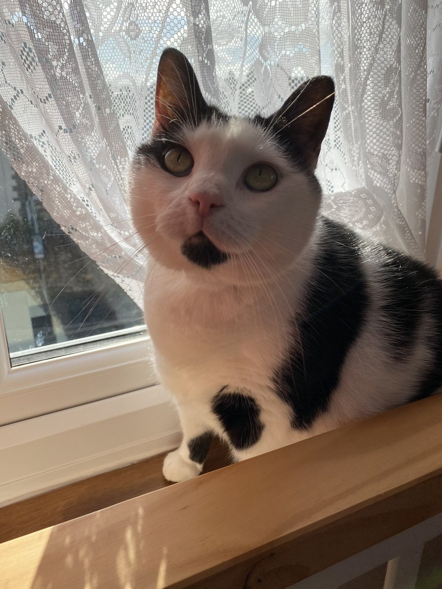 MatthewsSara74's tweet photo. I love my Perfect Fit food it’s delicious & keeps me active for my PC Cat Cow neighbourhood watch duties. Use code PERFECTFIT30 for 30% off on ZooPlus thru Dec 31st 2020! #PerfectFitPartner #KeepThemAmazing #FeedMovePlay learn more https://t.co/NHH37j9v2B https://t.co/Is1pIbt79e
