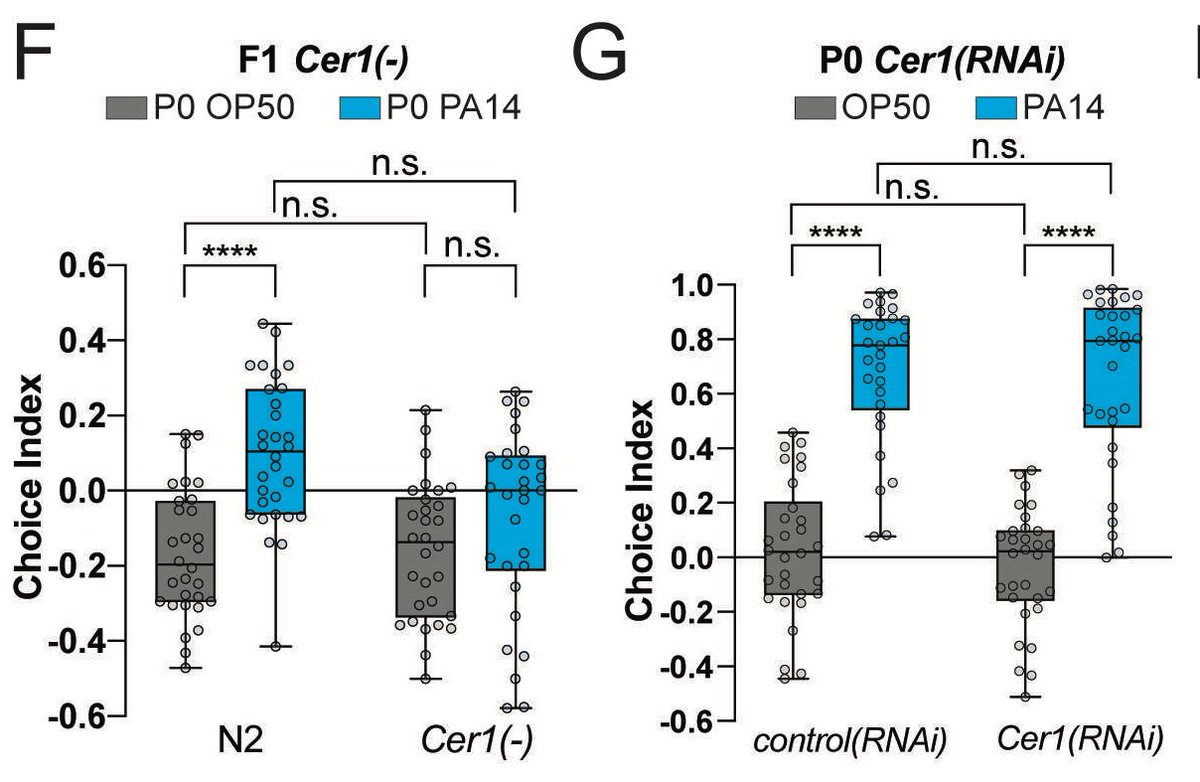 Sure enough, loss of Cer1 eliminated the whole thing: small RNA-mediated pathogenic learning, transgenerational inheritance, daf-7 activation in the ASI neuron, and lysate induction of memory transfer were all absent.