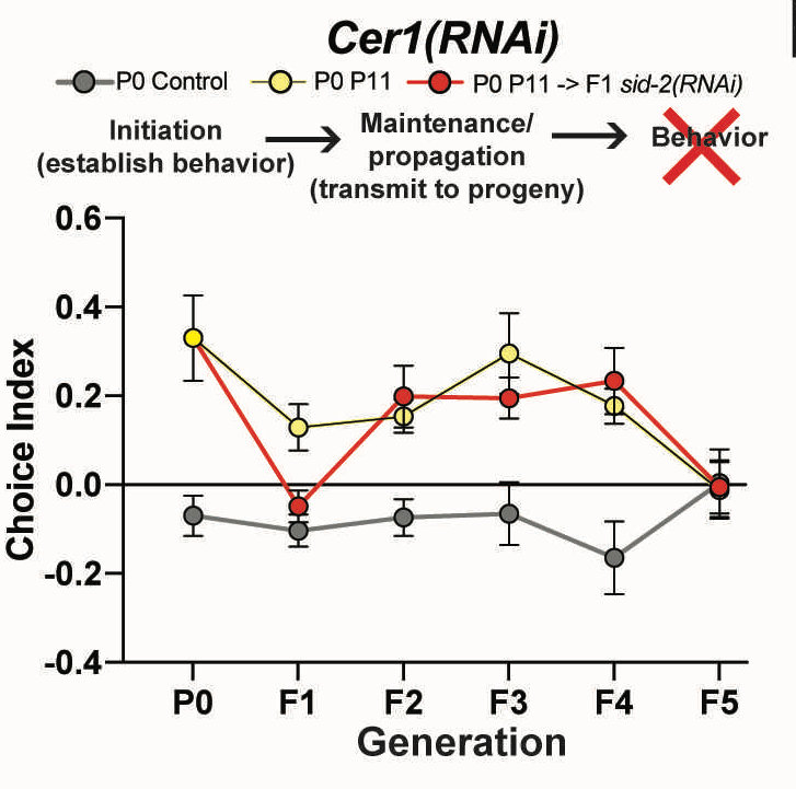 When we knocked Cer1 down only in later generations, we can see that Cer1 is not required in the maintenance step, but more likely in the transmission of message from germline to neurons, since its pattern is more like daf-7 (neurons) than prg-1 (germline).