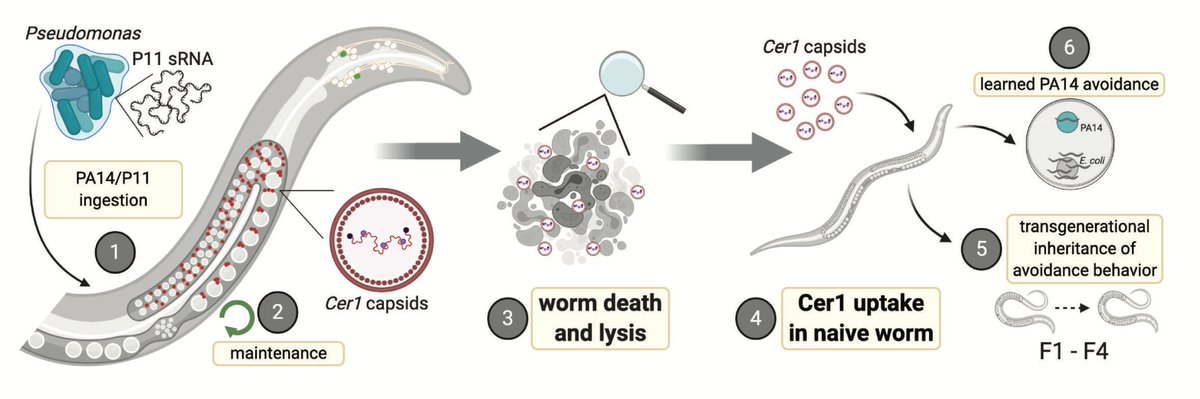 First, worms infected with Pseudomonas die quickly, and often lyse (break open) when they do, so it is possible for neighboring worms to ingest these particles.