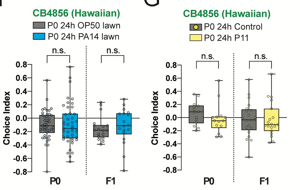 Finally, we came back to our original question, how conserved is the ability to learn to avoid Pseudomonas, and to pass it on to progeny? We found that some wild strains (JU1580) have this ability, but others (Hawaiian) do not.