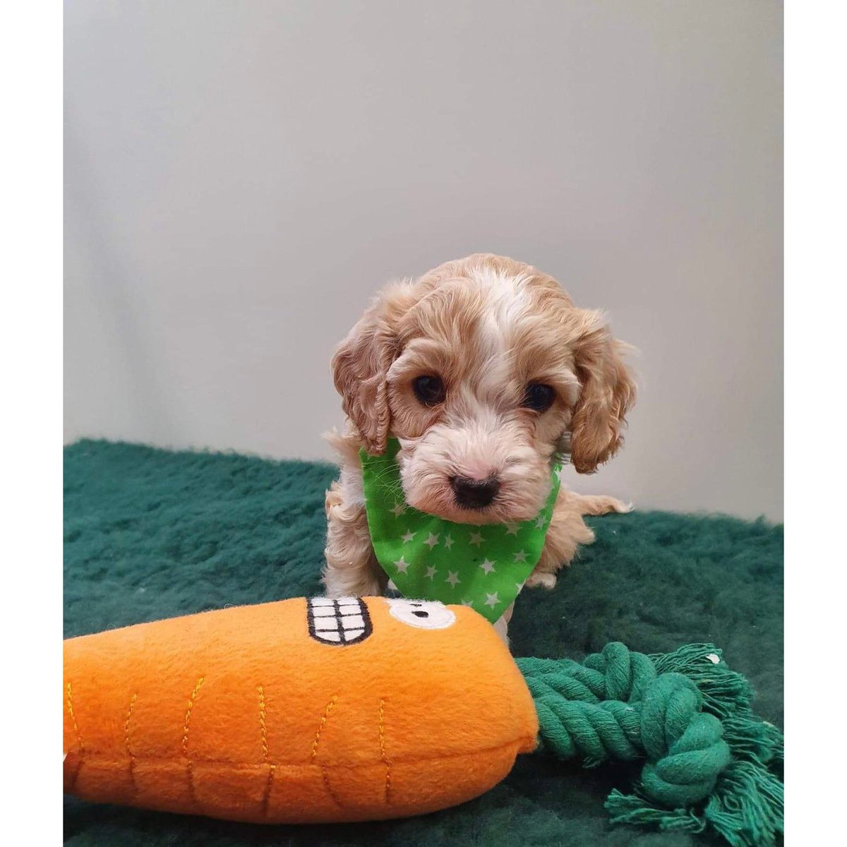 AbbyRay_'s tweet photo. 4 days til our Ralphie comes to his forever home @mikeylewis01 https://t.co/mYGOIhxV6k