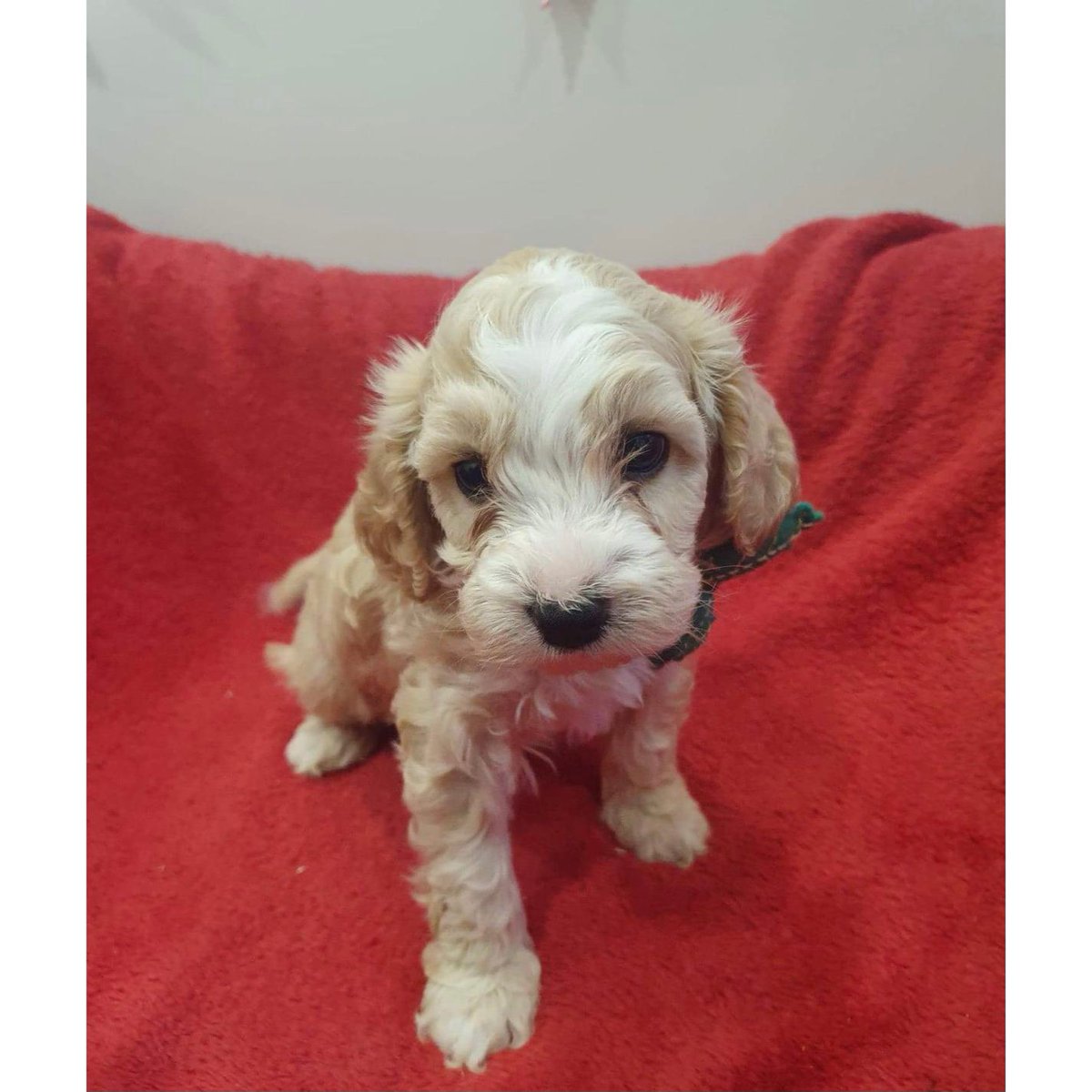 AbbyRay_'s tweet photo. 4 days til our Ralphie comes to his forever home @mikeylewis01 https://t.co/mYGOIhxV6k