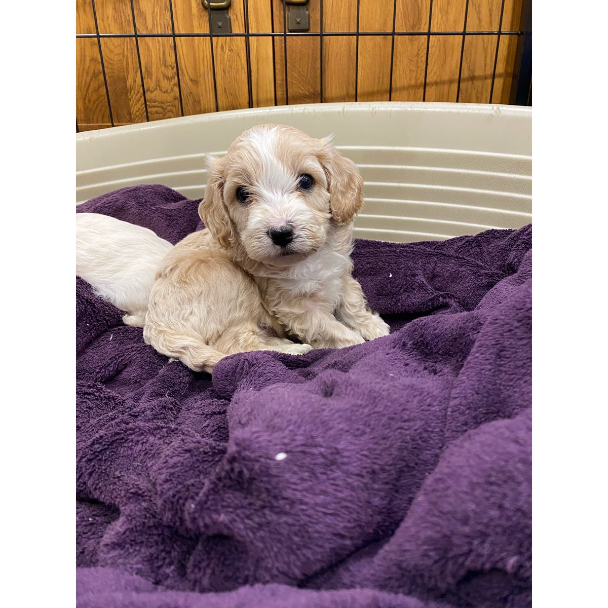 AbbyRay_'s tweet photo. 4 days til our Ralphie comes to his forever home @mikeylewis01 https://t.co/mYGOIhxV6k