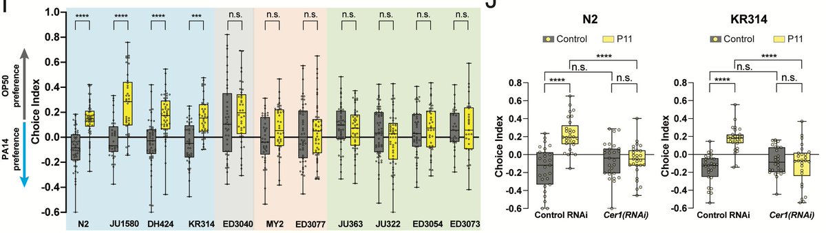  @leonidkruglyak’s group had already found that Cer1 is present in some wild strains, and not in others, so we tested them. You guessed it: wild strains that have Cer1 could do it, and without it they couldn’t. And knocking it out of a wild strain prevents this ability.