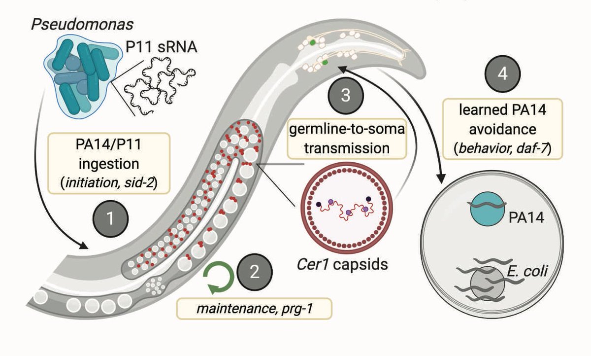 When we knocked Cer1 down only in later generations, we can see that Cer1 is not required in the maintenance step, but more likely in the transmission of message from germline to neurons, since its pattern is more like daf-7 (neurons) than prg-1 (germline).