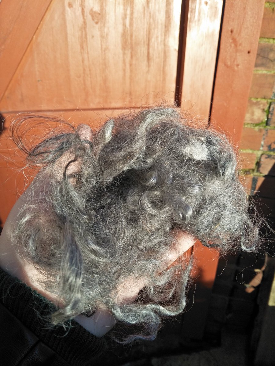 (9/13) All of this was on my mind today when, eager to start processing some Gotland wool that was a Christmas present from my partner, but mindful of the dust that combing would generate, I went outside with my combs and wool