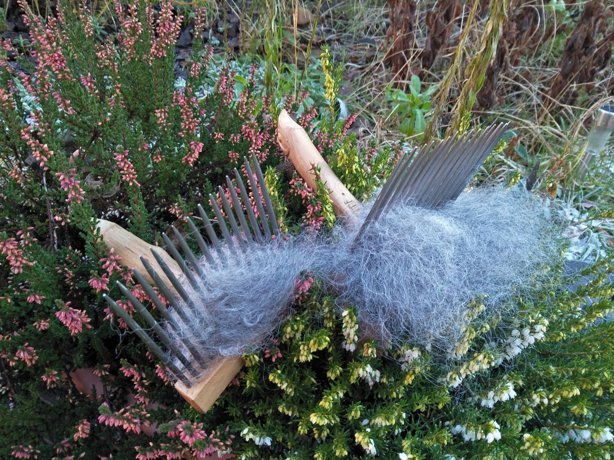 (9/13) All of this was on my mind today when, eager to start processing some Gotland wool that was a Christmas present from my partner, but mindful of the dust that combing would generate, I went outside with my combs and wool
