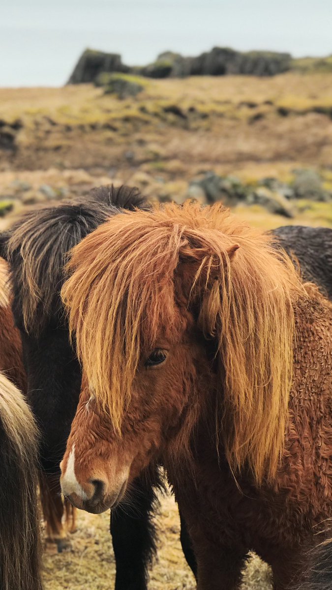 Masonprender's tweet image. Iceland iPhone archives #developyourvision