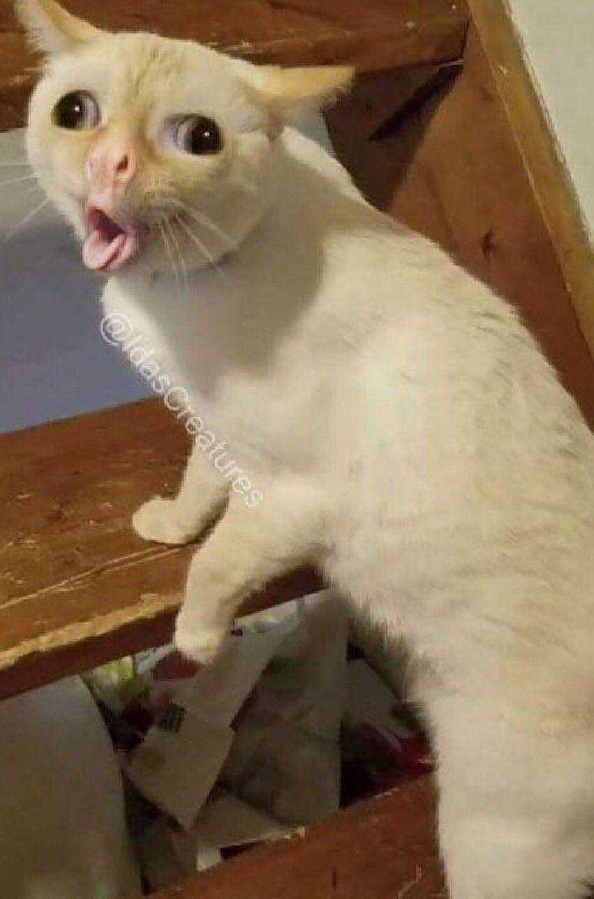 Cat that coughs hotsell like a kid