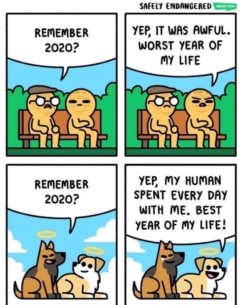 Dog Personalities tweet media