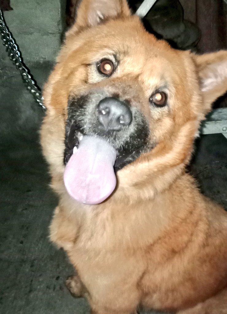 Belleyixing's tweet photo. ARF WUV YOUGHH https://t.co/ZUsBQzvO8b