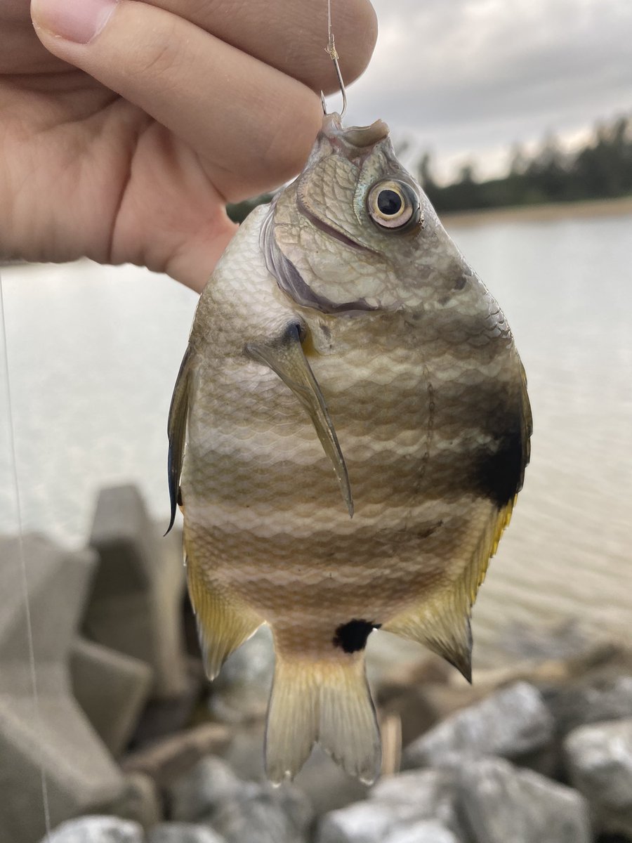 ん 似てるシリーズ 1枚目 オヤビッチャ 2枚目 ロクセンスズメダイ 3枚目 シリテンスズメダイ 違いがわかって得した気分